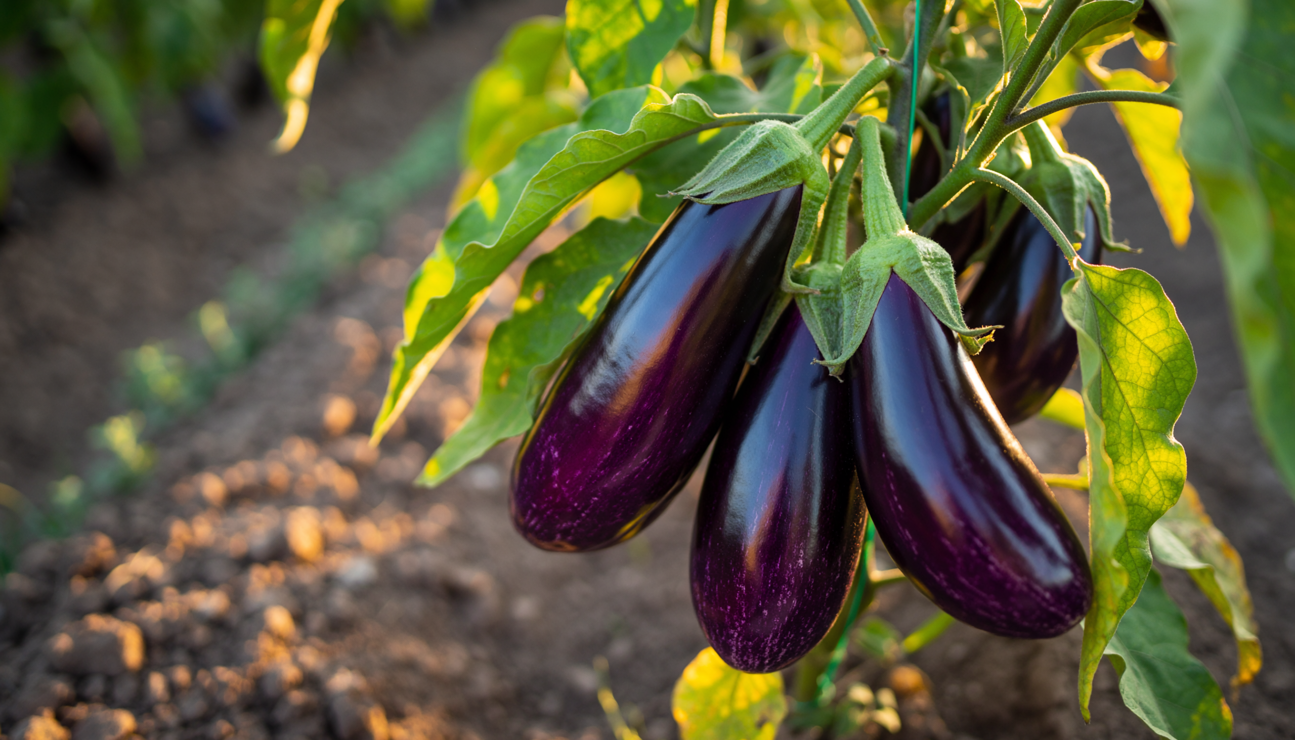 Aubergines3