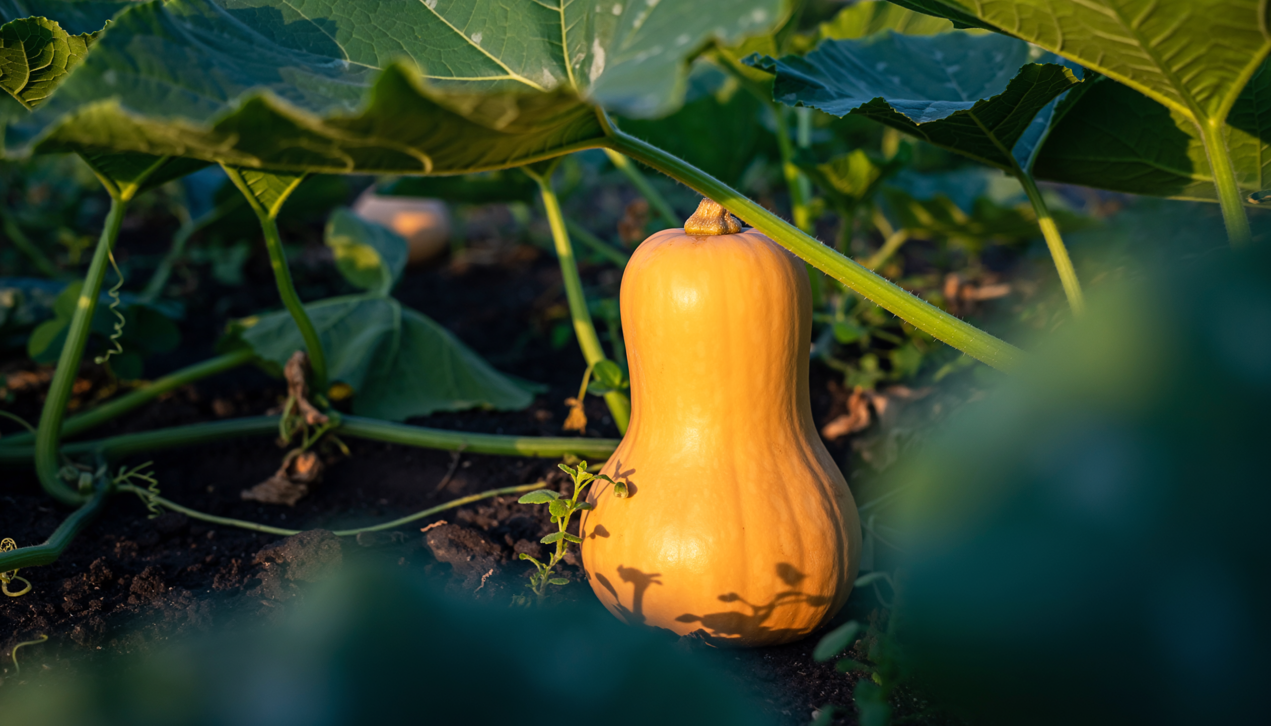 Butternut_Squash2